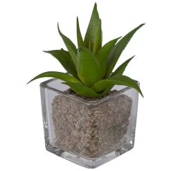 Sukkulente - 12 Cm - 1 Stück -Dekorieren Verkauf Geschäft 204398 2