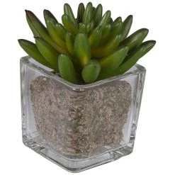 Sukkulente - 12 Cm - 1 Stück -Dekorieren Verkauf Geschäft 204398 3