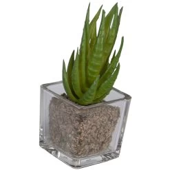 Sukkulente - 12 Cm - 1 Stück -Dekorieren Verkauf Geschäft 204398 4