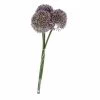 Allium - Ca. 46 Cm