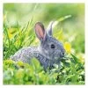 Servietten - Hase - Ca. 33 X 33 Cm - 20 Stück