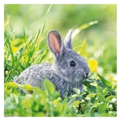 Servietten - Hase - Ca. 33 X 33 Cm - 20 Stück