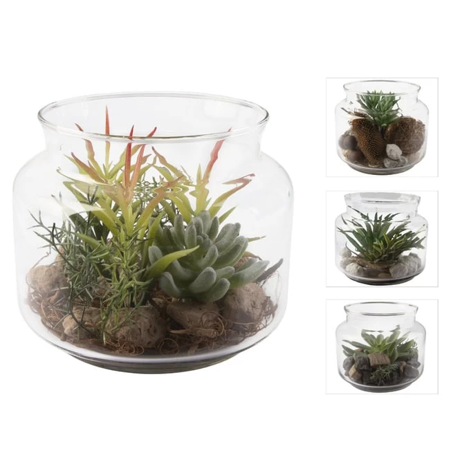 Sukkulente In Vase - Ca. 16 X 13,5 Cm - 1 Stück 1 Sukkulente In Vase - Ca. 16 X 13,5 Cm - 1 Stück