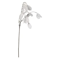 Lunaria - Ca. 63 Cm
