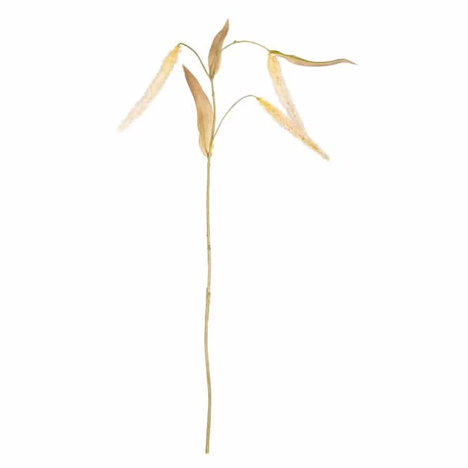 Fruchtstand - Ca. 80 Cm 2 Fruchtstand - Ca. 80 Cm – Bild 2