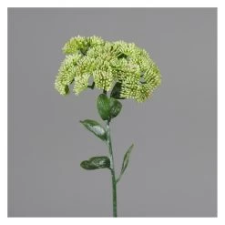 Mauerpfeffer - Ca. 46 Cm - Grün