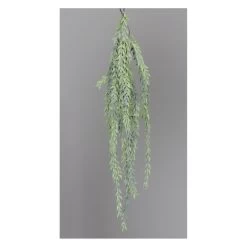 Hänge-Sukkulente - Ca. 60 Cm - 1 Stück