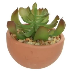 Sukkulente In Topf - Ca. 9 X 9 X 9 Cm - 1 Stück -Dekorieren Verkauf Geschäft 235771 4