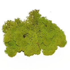 Deko-Moos - Ca. 50 G - Grün