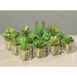 Sukkulente - 12 Cm - 1 Stück -Dekorieren Verkauf Geschäft 57069 2