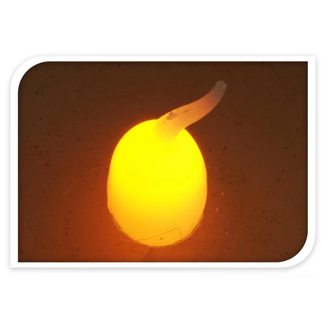 LED-Kerze - Verschiedene Größen 1 LED-Kerze - Verschiedene Größen