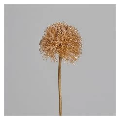 Allium - Ca. 69 Cm - Gold